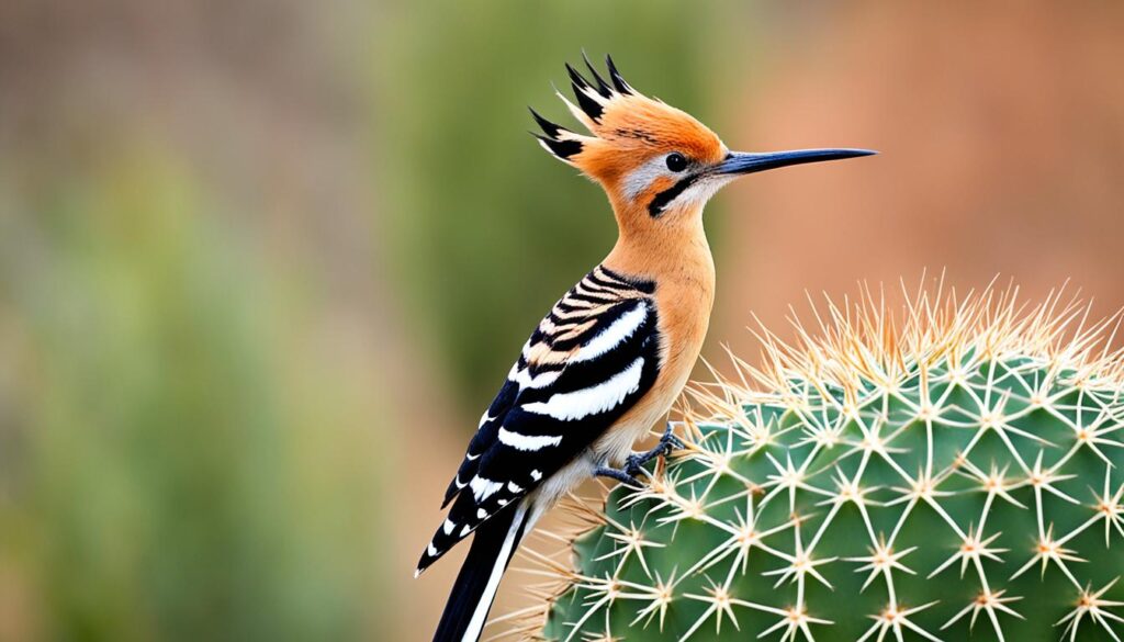 flamenco en Fuerteventura